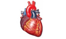 استشاري قلب: مرضى القلب يستطيعون تأدية فريضة الحج شرط أن تكون حالتهم الصحية مستقرة